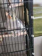 Jonge valkparkiet niet tam, vaste prijs €75 incl. kooi, Geslacht onbekend, Dwergpapegaai of Agapornis, Geringd