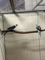 1-1 blauwe pracht rosella, Dieren en Toebehoren, Meerdere dieren, Parkiet