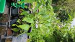 Tomaten planten en courgette plant, Ophalen, Volle zon, Groenteplanten, Eenjarig