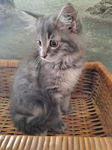 Maine Coon kittens  beschikbaar voor biedingen
