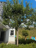 Leibomen (4 stuks), Ophalen, Halfschaduw, Leiboom, 250 tot 400 cm