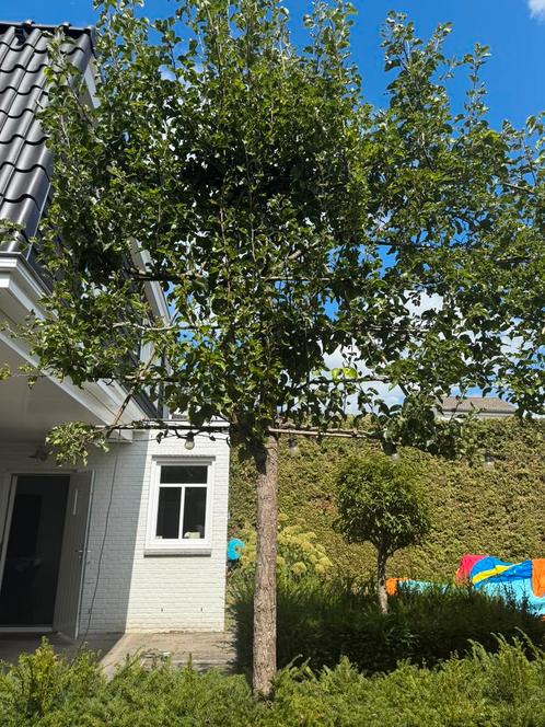 Leibomen (4 stuks), Tuin en Terras, Planten | Bomen, Leiboom, 250 tot 400 cm, Halfschaduw, Ophalen