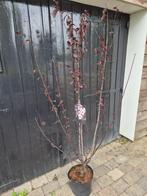 Meerstammige roodbladerige kerspruim ca. 175 cm, Ophalen of Verzenden, Overige soorten, Struik, 100 tot 250 cm