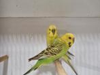 Te koop Mooi koppel groene grasparkieten, Dieren en Toebehoren, Vogels | Parkieten en Papegaaien, Meerdere dieren, Parkiet