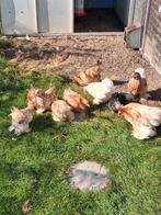 Cochin kriel kippen, Meerdere dieren, Kip