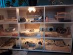 Caviaflat, Dieren en Toebehoren, Knaagdieren en Konijnen | Hokken en Kooien, Ophalen, Cavia, 90 cm of meer, Hok
