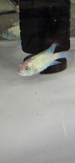 vissen, Vis, Zoetwatervis