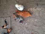 6 haantjes en 1 hennetje gratis, Dieren en Toebehoren, Mannelijk, Kip