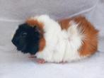 Martijn en Sven, 2 borstel beren, Mannelijk, Cavia, Na 1 juli 2024, Tam