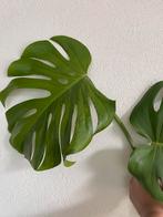 Monstera Green on Green large form, Overige soorten, Minder dan 100 cm, Ophalen of Verzenden, Halfschaduw