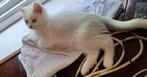 Britse korthaar kitten. Geboren 16 april 2025. Geheel wit., Dieren en Toebehoren, Poes, Gechipt, 0 tot 2 jaar
