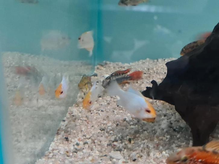 Electric Blue Orange Head Ramirezi, dwergcichliden, Dieren en Toebehoren, Vissen | Aquariumvissen, Zoetwatervis, Vis