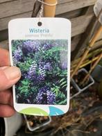 Blauwe regens of wisteria div soorten komen in knop 14,95, Tuin en Terras, Planten | Tuinplanten, Halfschaduw, Zomer, Vaste plant