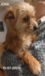 Jona zoekt baasje, Dieren en Toebehoren, Honden | Niet-rashonden, Particulier, 1 tot 2 jaar, Buitenland, Teef