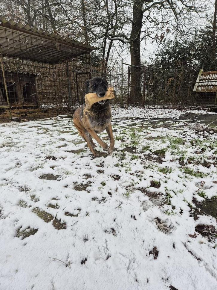 Lieve Mechelse herder reu, Dieren en Toebehoren, Honden | Herdershonden en Veedrijvers, Reu, Herder, Particulier, Eén hond, Nederland