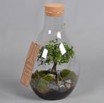 The green bottle garden plantenbak bloempot terrarium stolp, Ophalen, Zo goed als nieuw