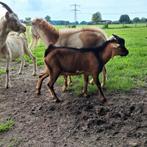Mooie bok met aalstreep, Dieren en Toebehoren, Mannelijk, Geit, 0 tot 2 jaar