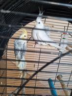 Vogels, Dieren en Toebehoren, Vogels | Parkieten en Papegaaien, Meerdere dieren, Parkiet, Geringd