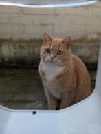 Licht rood/oranje, witte kat vermist Utrecht, Dieren en Toebehoren, Kat