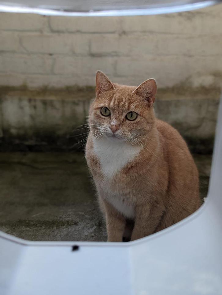 Licht rood/oranje, witte kat vermist Utrecht, Dieren en Toebehoren, Vermiste en Gevonden Dieren, Kat
