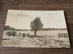 Koeien mooi Nederland 1942, Verzamelen, Ansichtkaarten | Nederland, Ophalen of Verzenden, 1940 tot 1960, Gelderland
