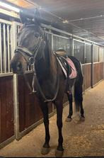 Lieve lease merry aangeboden!, Dieren en Toebehoren, Ophalen of Verzenden, Nieuw