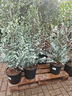 ACTIE Eucalyptusstruik van €39,50 - €20, 100 tot 250 cm, Zomer, Palmboom, Ophalen