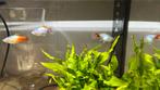 Platy diverse soorten en kleuren meerdere beschikbaar, Dieren en Toebehoren, Vissen | Aquariumvissen, Vis