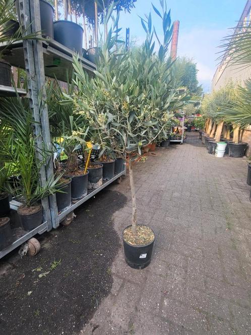 Olijfbomen actie, Tuin en Terras, Planten | Bomen, Palmboom, 100 tot 250 cm, Volle zon, Zomer, Ophalen of Verzenden