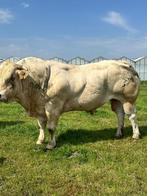 Blonde stamboek stier., Meerdere dieren