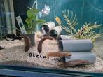 Channa Bleheri Slangenkopvis, Vis, Zoetwatervis