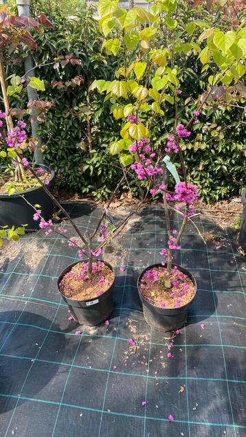 Cercis ‘pink pom pom’ beschikbaar voor biedingen