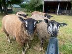 Ramlammeren met moorit-factor te koop!, Dieren en Toebehoren, Schapen, Geiten en Varkens, Mannelijk, Schaap, 0 tot 2 jaar
