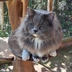 Ragdoll blue solid mitted DEKKATER (volledig getest), Dieren en Toebehoren, Kater, Gechipt
