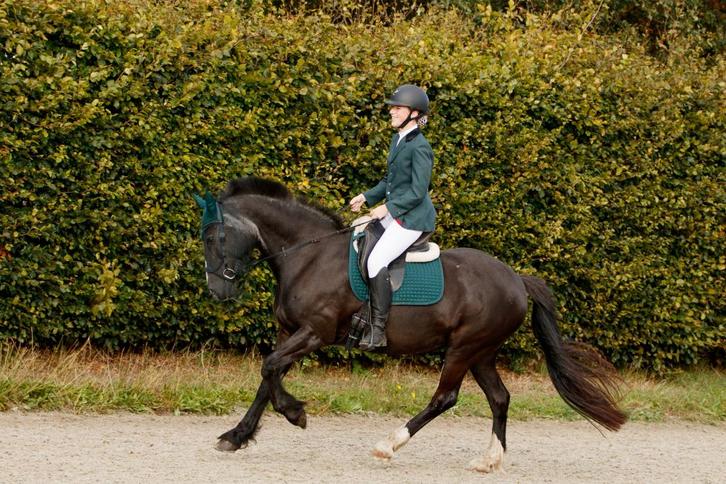 Wedstrijdset L, Dieren en Toebehoren, Paardrijkleding, Gebruikt, Dames, Overige typen, Overige soorten, Ophalen of Verzenden