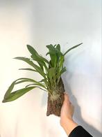 Stelis Argentata orchidee, Minder dan 100 cm, Ophalen of Verzenden, Halfschaduw