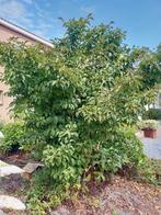 GRATIS Viburnum bodnantense 'Dawn', Tuin en Terras, Planten | Bomen, Ophalen, Halfschaduw, Overige soorten