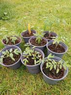 Tomaat Money Maker, Ophalen, Volle zon, Groenteplanten, Eenjarig