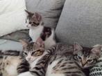 Lieve halve Ragdoll Kittens, Dieren en Toebehoren, Meerdere dieren, Langharig, 0 tot 2 jaar
