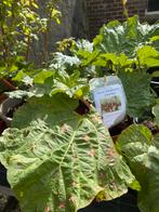 Rabarber in grote pot bio, Zomer, Vaste plant, Ophalen of Verzenden, Groenteplanten
