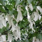 Davidia involucrata, zeldzame zakdoekjes boom, dove tree, Halfschaduw, Overige soorten, Lente, 250 tot 400 cm