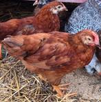 Rhode island red haantje, Dieren en Toebehoren, Pluimvee, Mannelijk, Kip