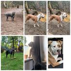 American Staffordshire Terriër  x  Pitbull XL, Dieren en Toebehoren, Rabiës (hondsdolheid), 8 tot 15 weken, American Staffordshire Terriër