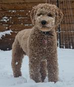 Labradoodle - Dekreu beschikbaar, Reu, 1 tot 2 jaar, Parvo, Eén hond