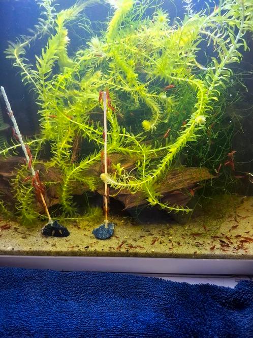 Vuurgarnalen cherry garnaaltjes, Dieren en Toebehoren, Vissen | Aquariumvissen, Kreeft, Krab of Garnaal
