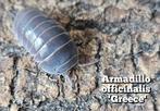Armadillo officinalis 'Greece', Overige soorten