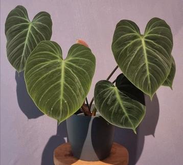 Philodendron El Choco Red beschikbaar voor biedingen