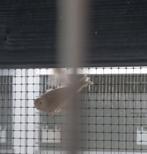 Barmsijs mannen Isabel (Bruinagaat) Wildkleur Passe-partout, Meerdere dieren, Wildzangvogel, Geringd
