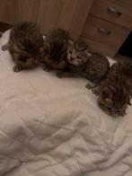 Prachtige rasechte Britse Korthaar kittens met stamboom, Dieren en Toebehoren, Katten en Kittens | Raskatten | Korthaar, Kater