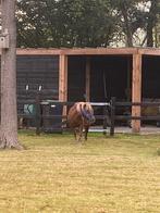 Te koop shetlander met sulky en tuig, Dieren en Toebehoren, Pony's, A pony (tot 1.17m), 11 jaar of ouder, Tuigpony, Merrie